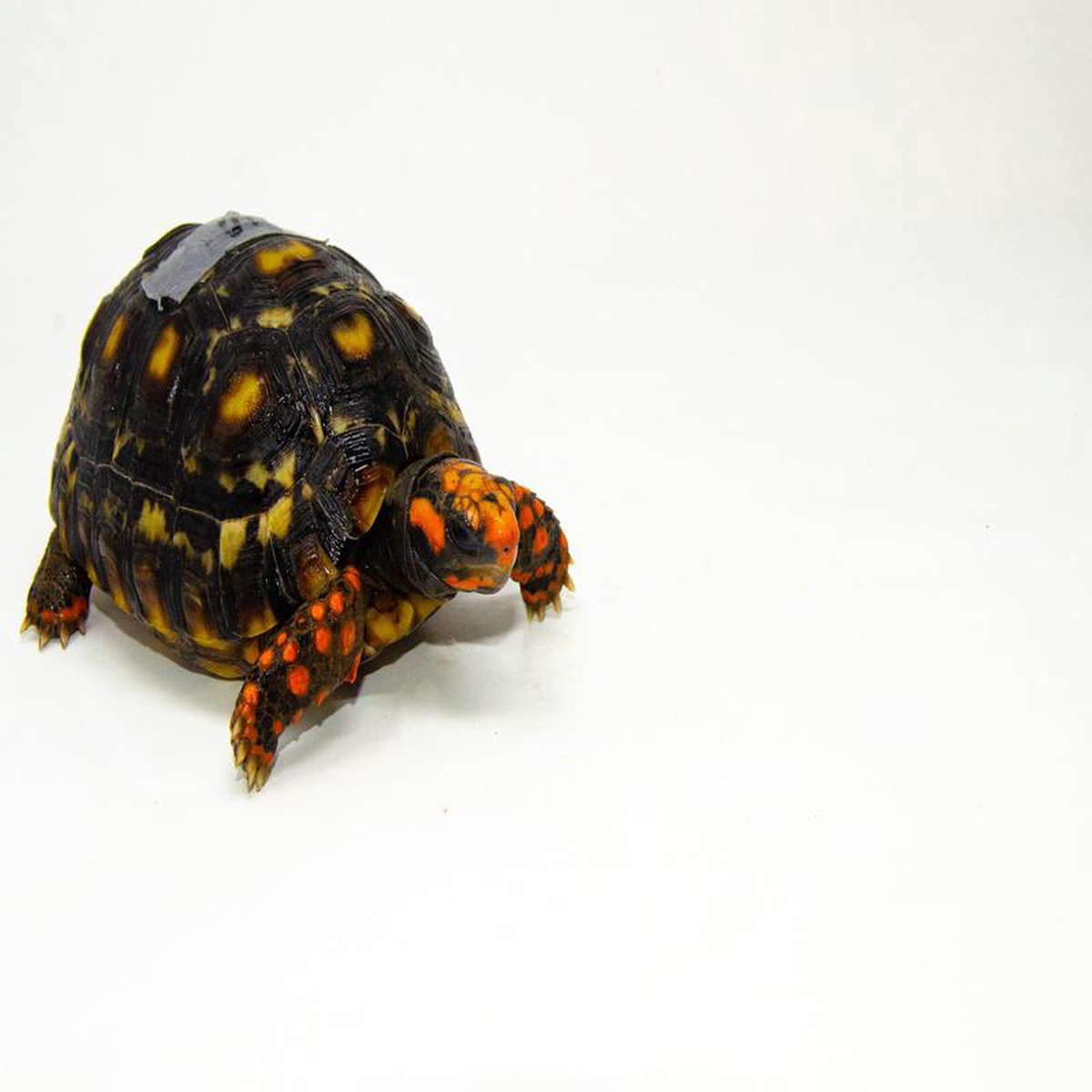 Brazilian Cherryhead Red Foot Tortoise Adult Female 10 8211 BCRFTAF10