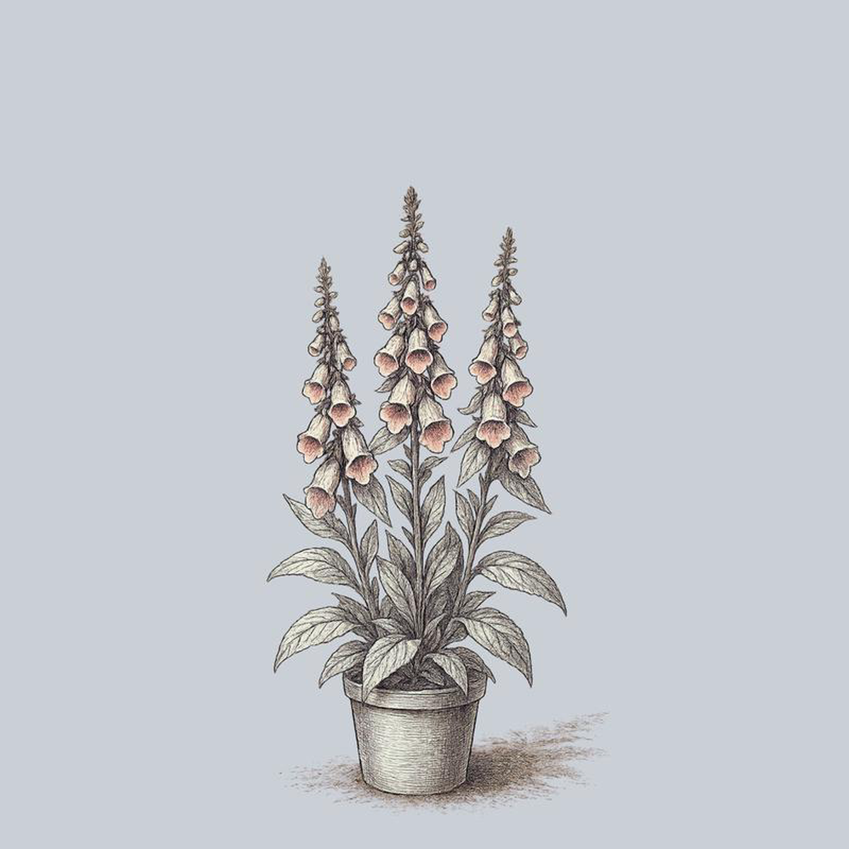 Strawberry Foxglove 2 Gallon