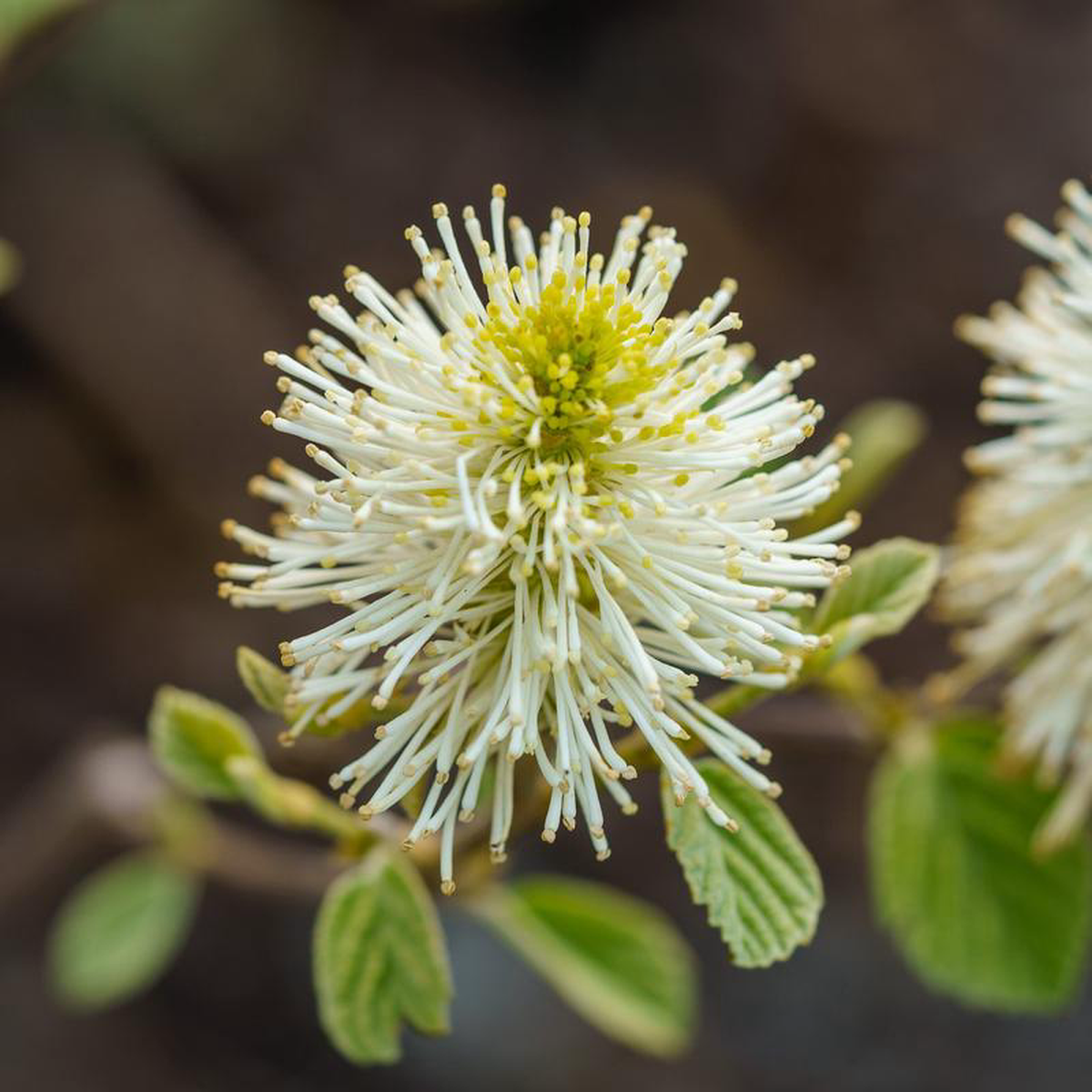 Blue Shadow Fothergilla 2 Gallon