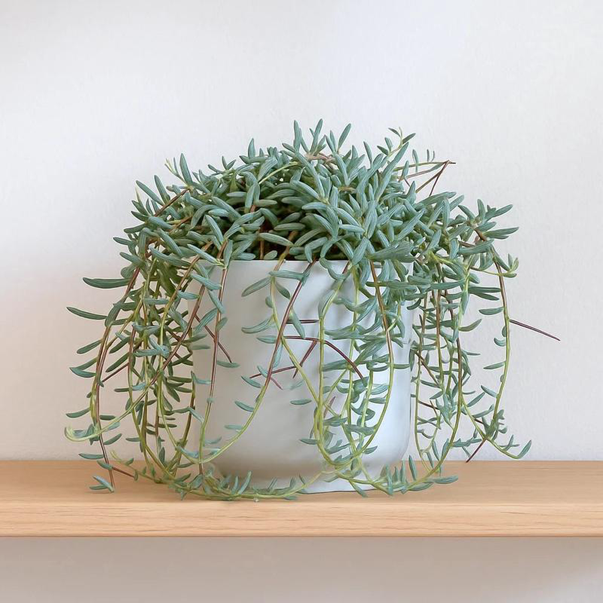 15 8211 20cm Senecio Hallianus in Hanging Pot 14cm Pot House Plant