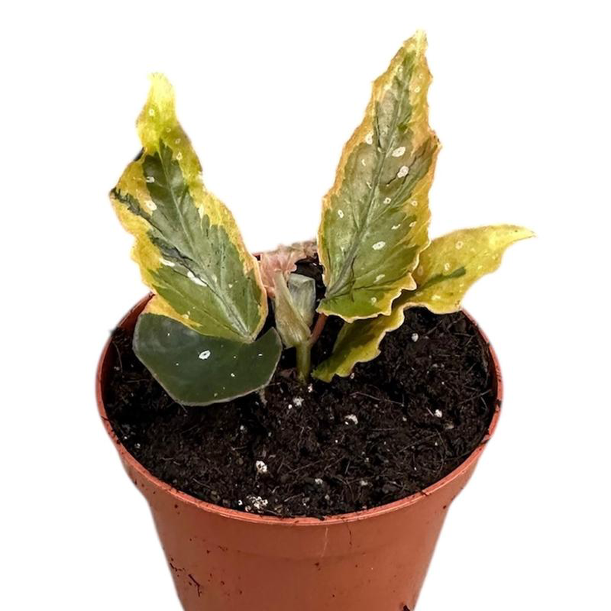 10 8211 15cm Begonia Dainty Spray Sport Variegation 8cm Pot House Plant