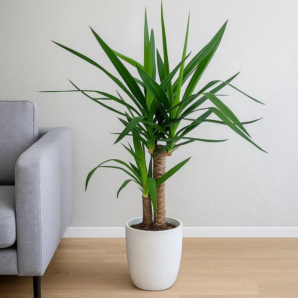 60 8211 70cm Yucca Elephantipes 21cm Pot House Plant