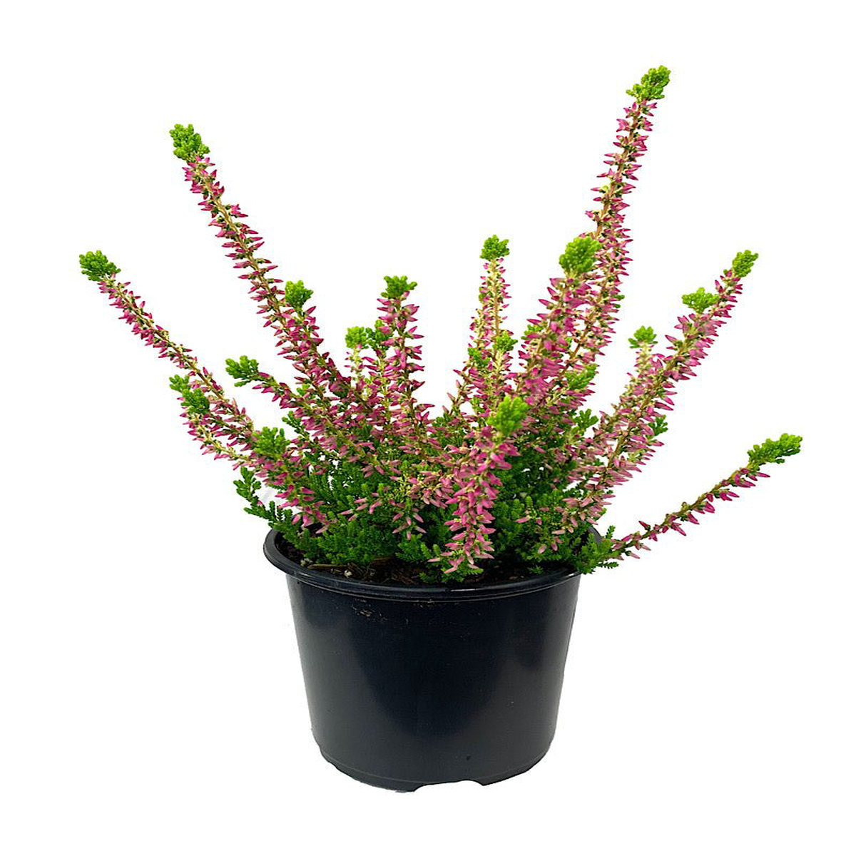 Calluna vulgaris 8216Golden Angie8217 4 Inch