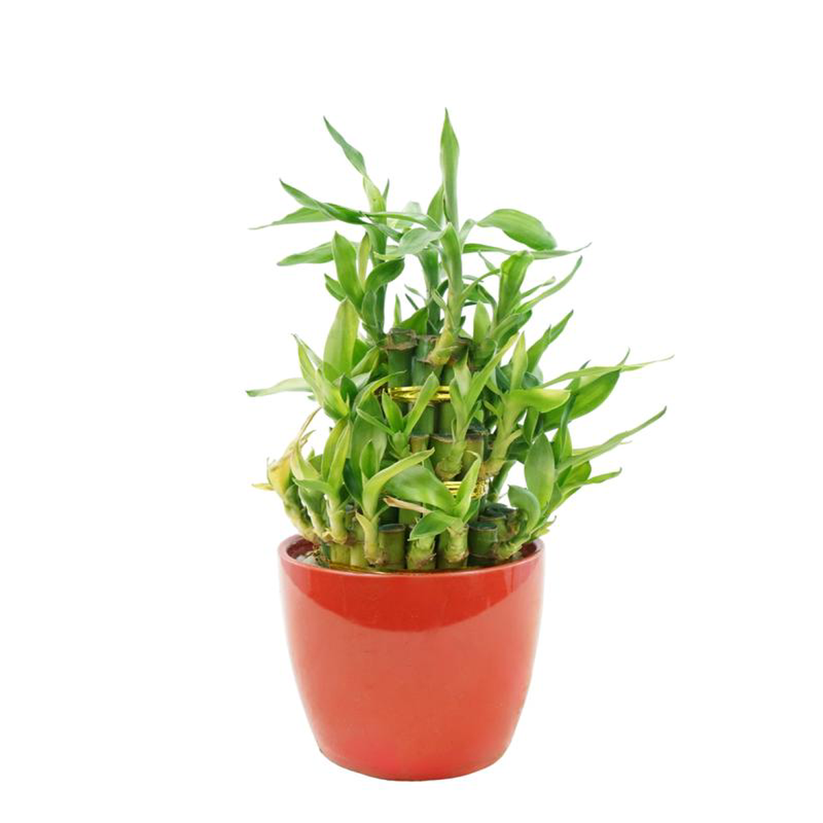 Dracaena sanderiana Red