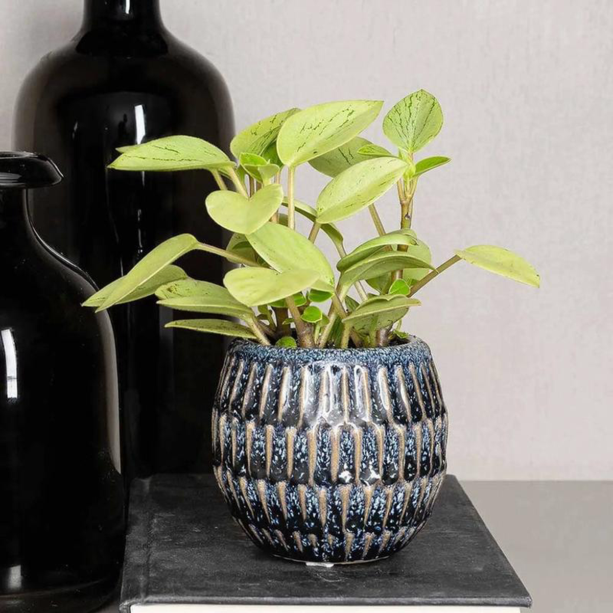 10 8211 15cm Peperomia Pixie Variegated Radiator Plant 8cm Pot House Plant