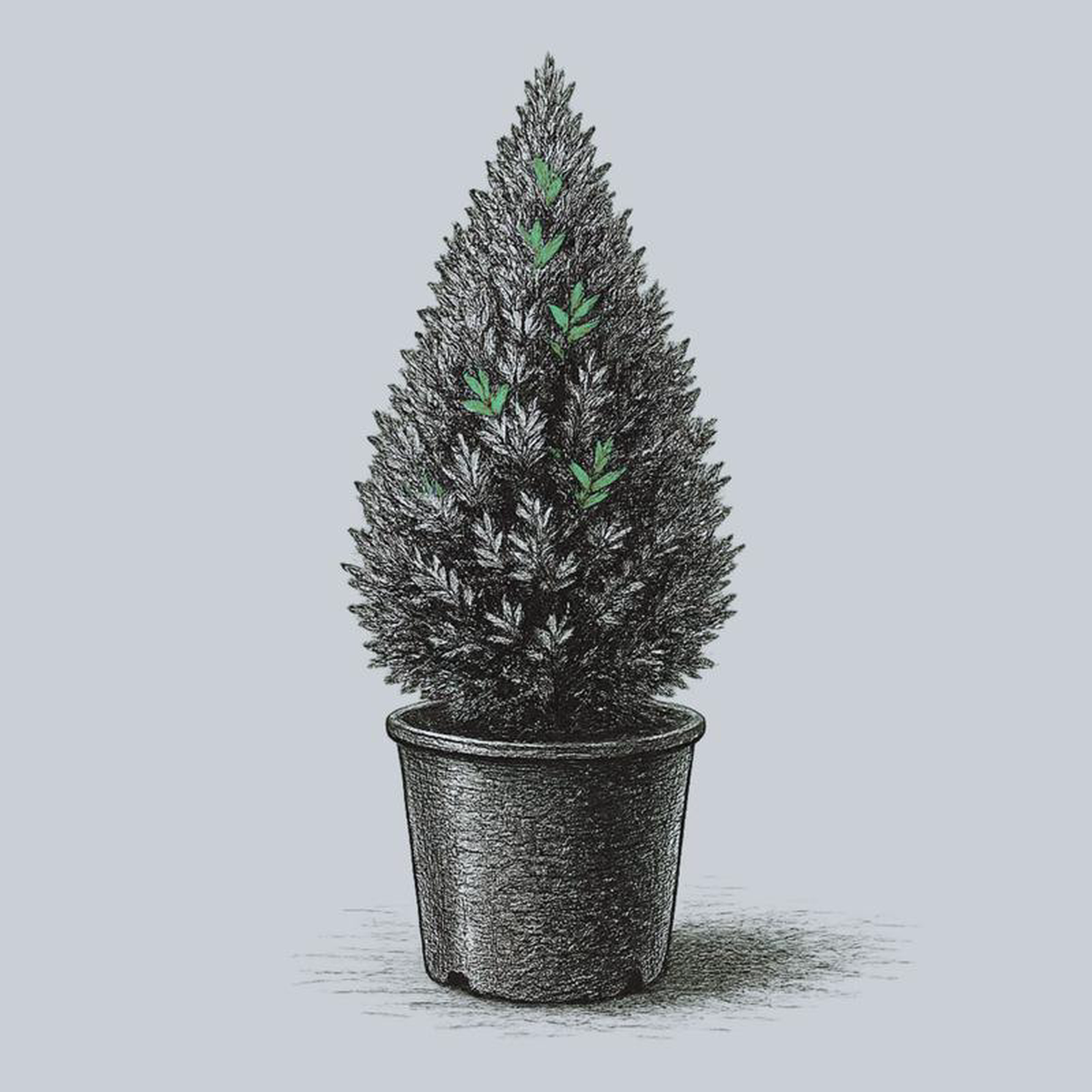 Amber Gold Arborvitae 10 Gallon