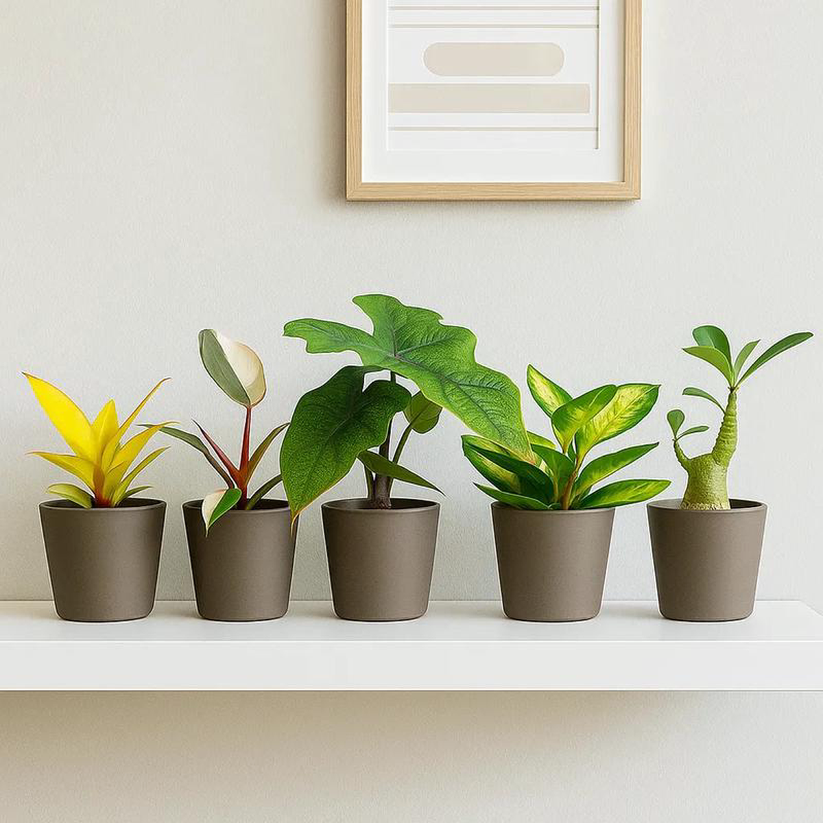 Baby Houseplant Subscription 10 Baby Houseplants