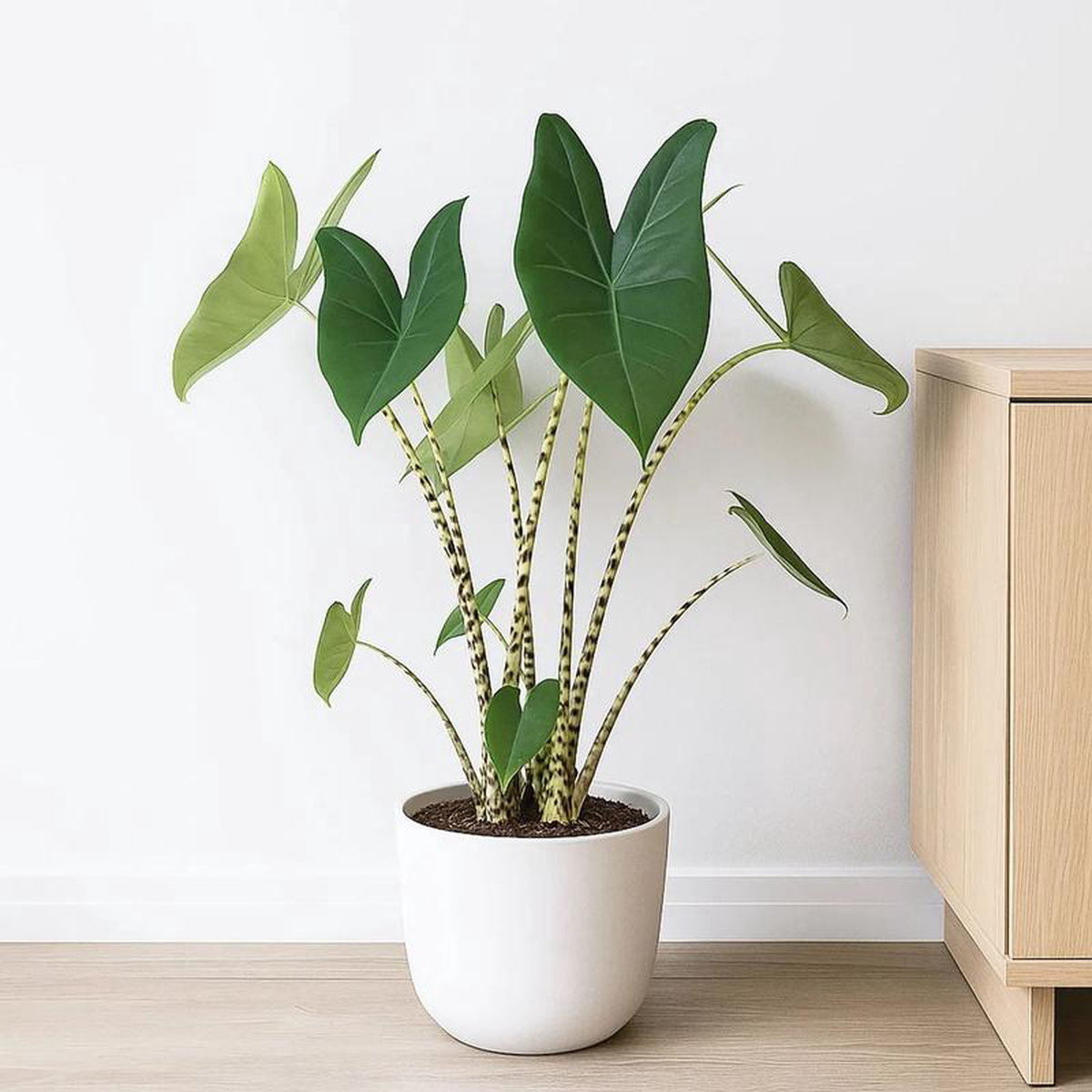 Alocasia Zebrina Elephant Ear House Plant 60 8211 75cm Pot 17cm