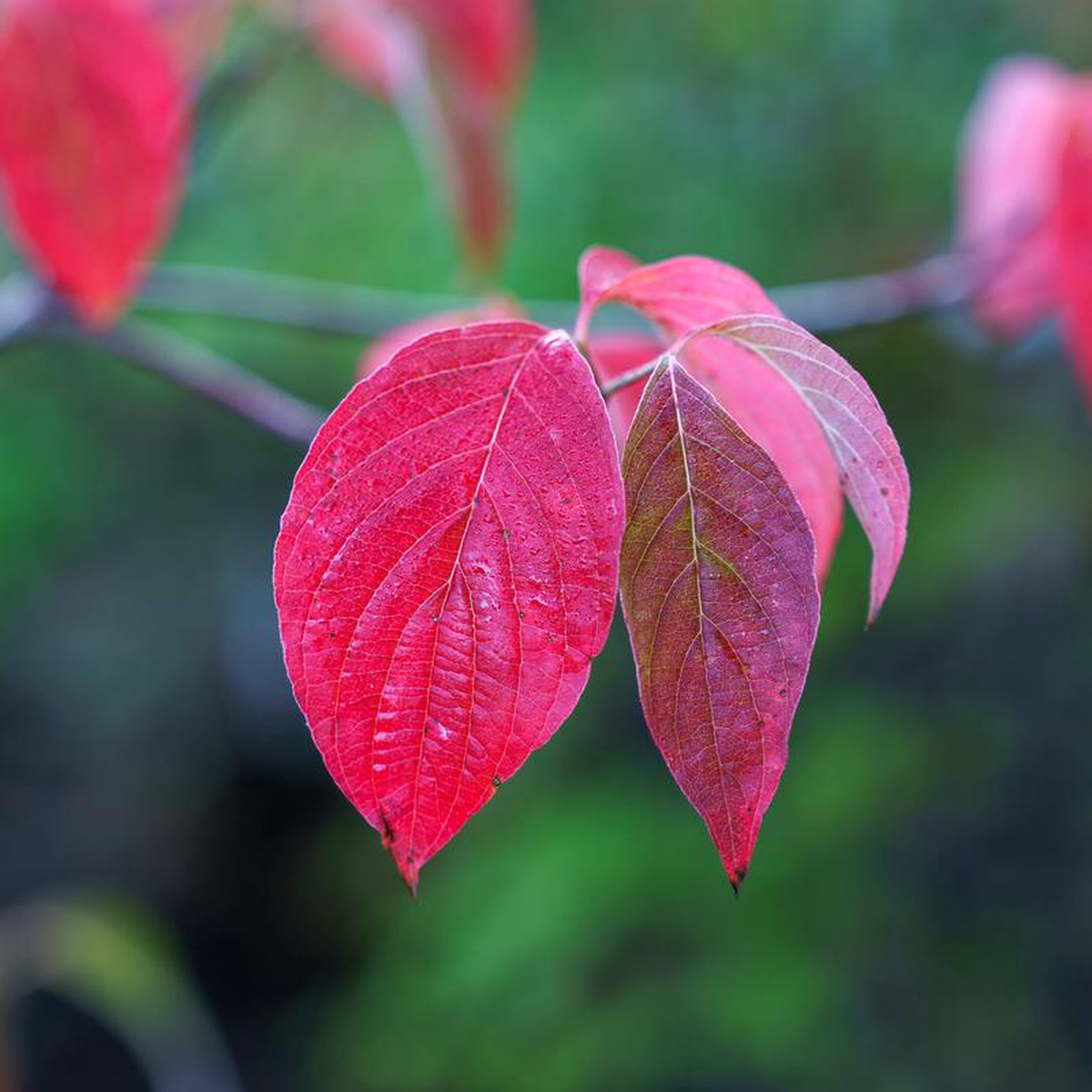 Cloud 9 Dogwood 25 inch B038B