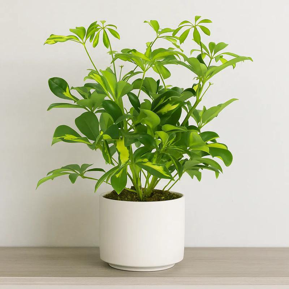 20 8211 30cm Variegated Schefflera House Plant 13cm Pot