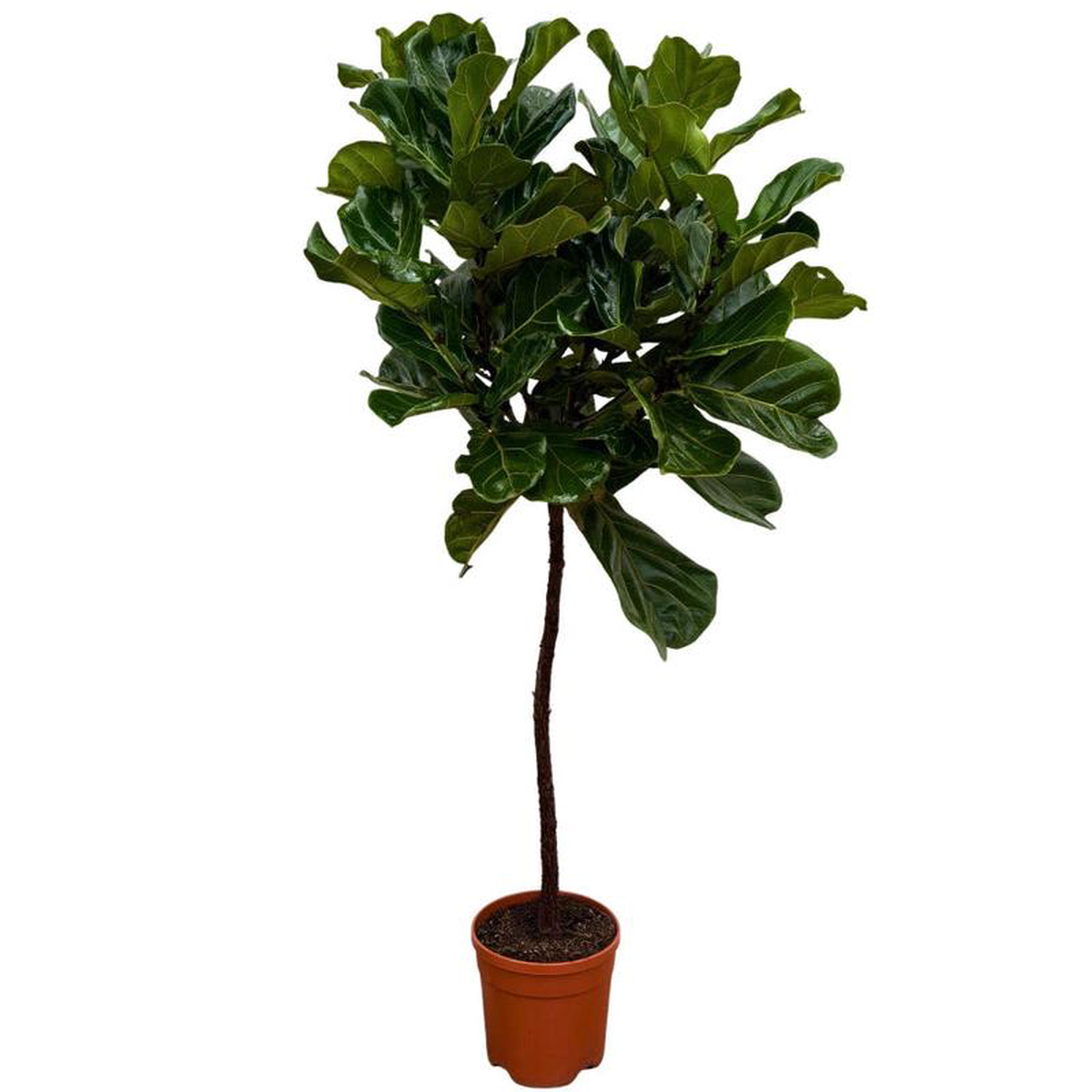 140 8211 160cm Ficus Lyrata Tree Fiddle Leaf Fig 24cm Pot House Plant