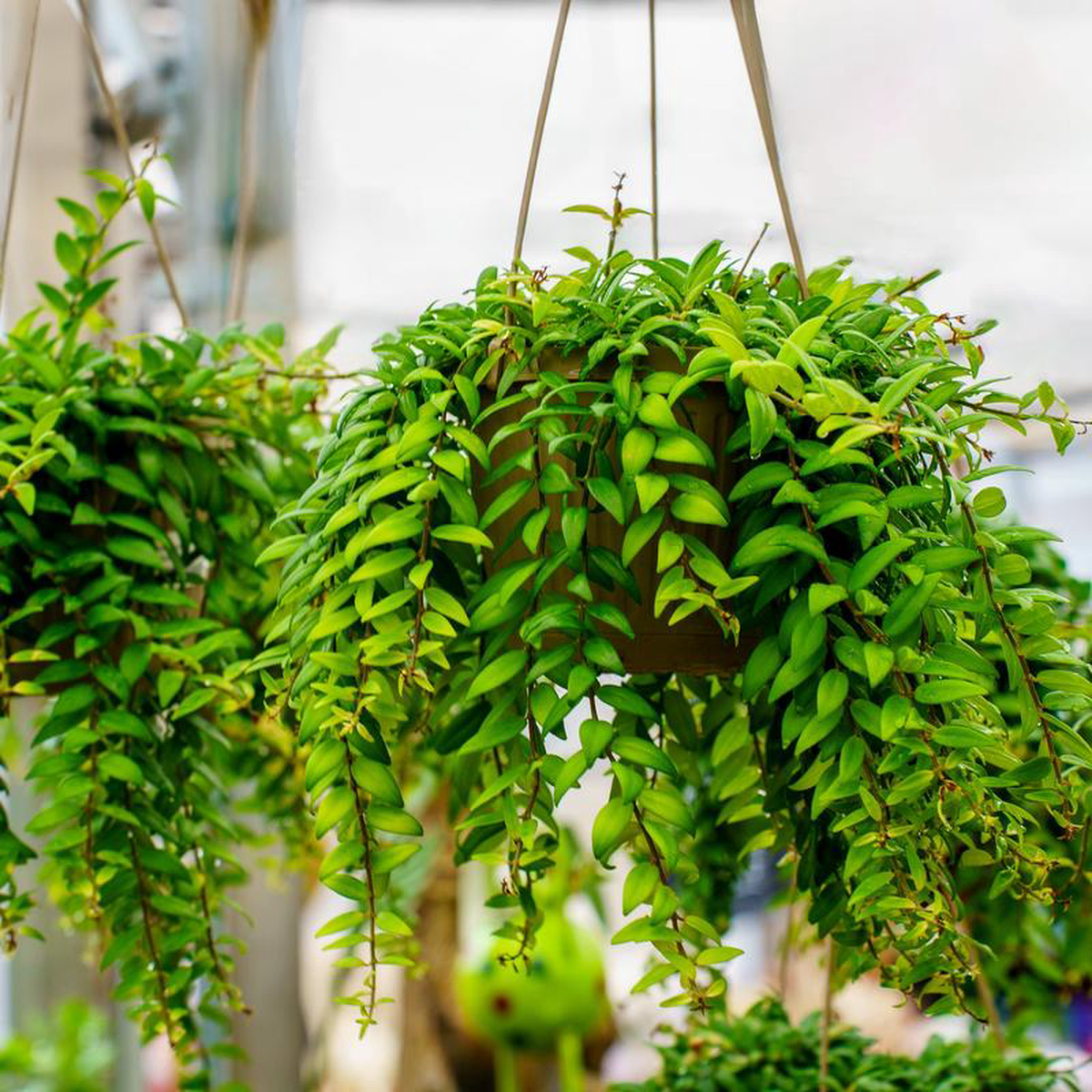 Lipstick Plant 35 inch Pot