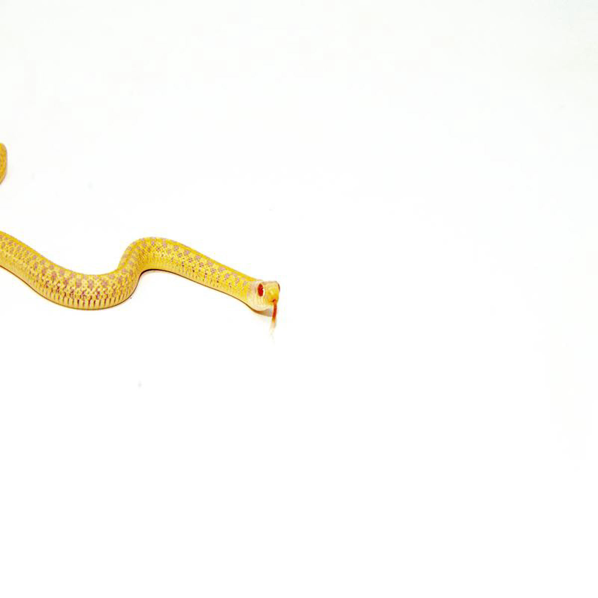 Albino Checkered Garter Snake Juveniles (Thamnophis marcianus)