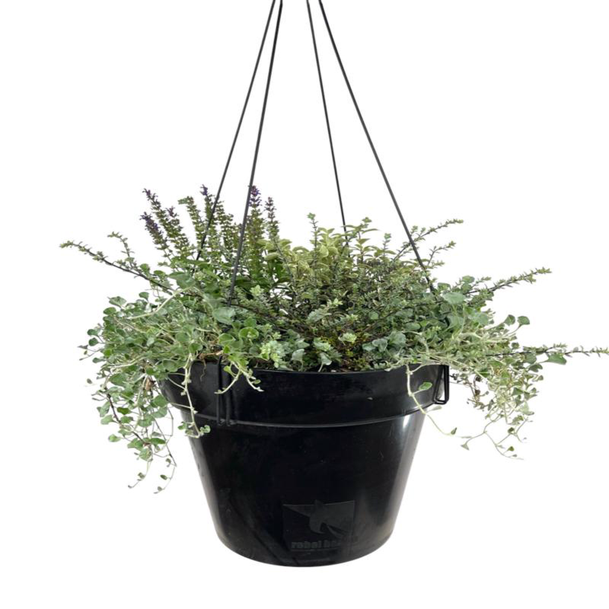 Hanging Garden 3