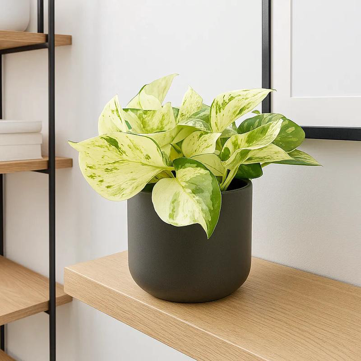 15 8211 25cm Epipremnum Happy Leaf Pothos 12cm Pot House Plant