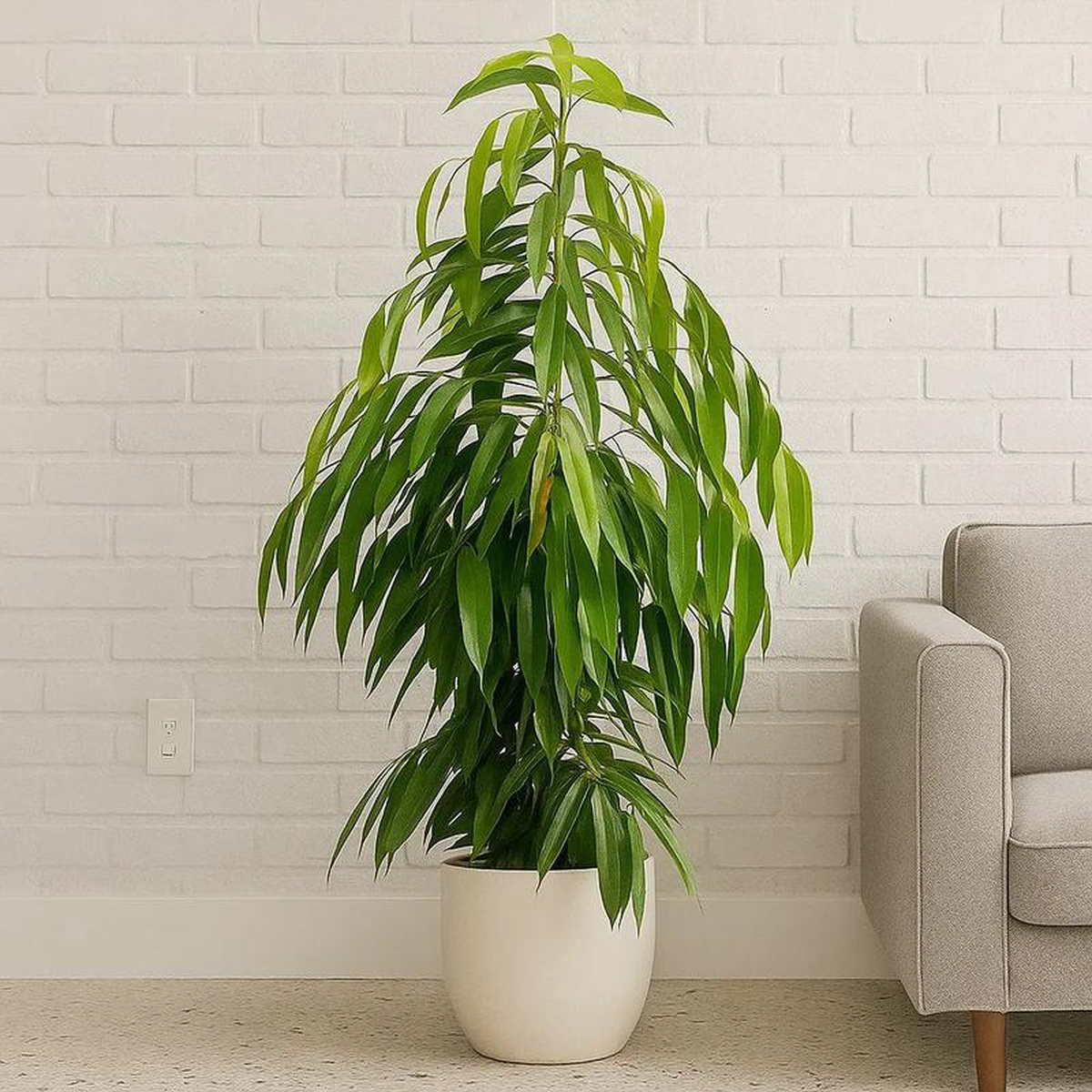 100 8211 120cm Ficus Binnendijkii Amstel King Rubber Plant 21cm Pot House Plant