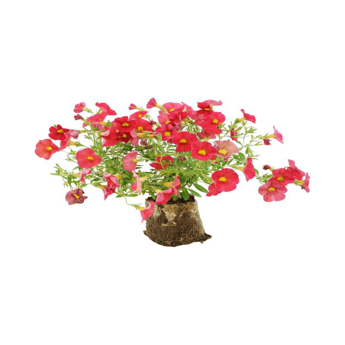 Calibrachoa 8216Bloomtastic Red8217 6 Inch