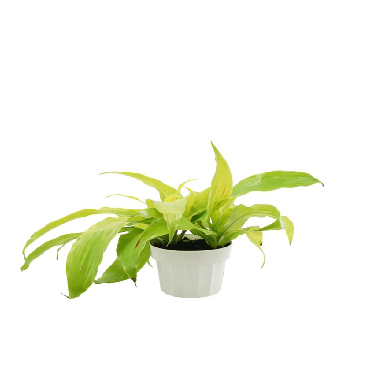 Dracaena fragrans 8216Limelight8217 6 Inch