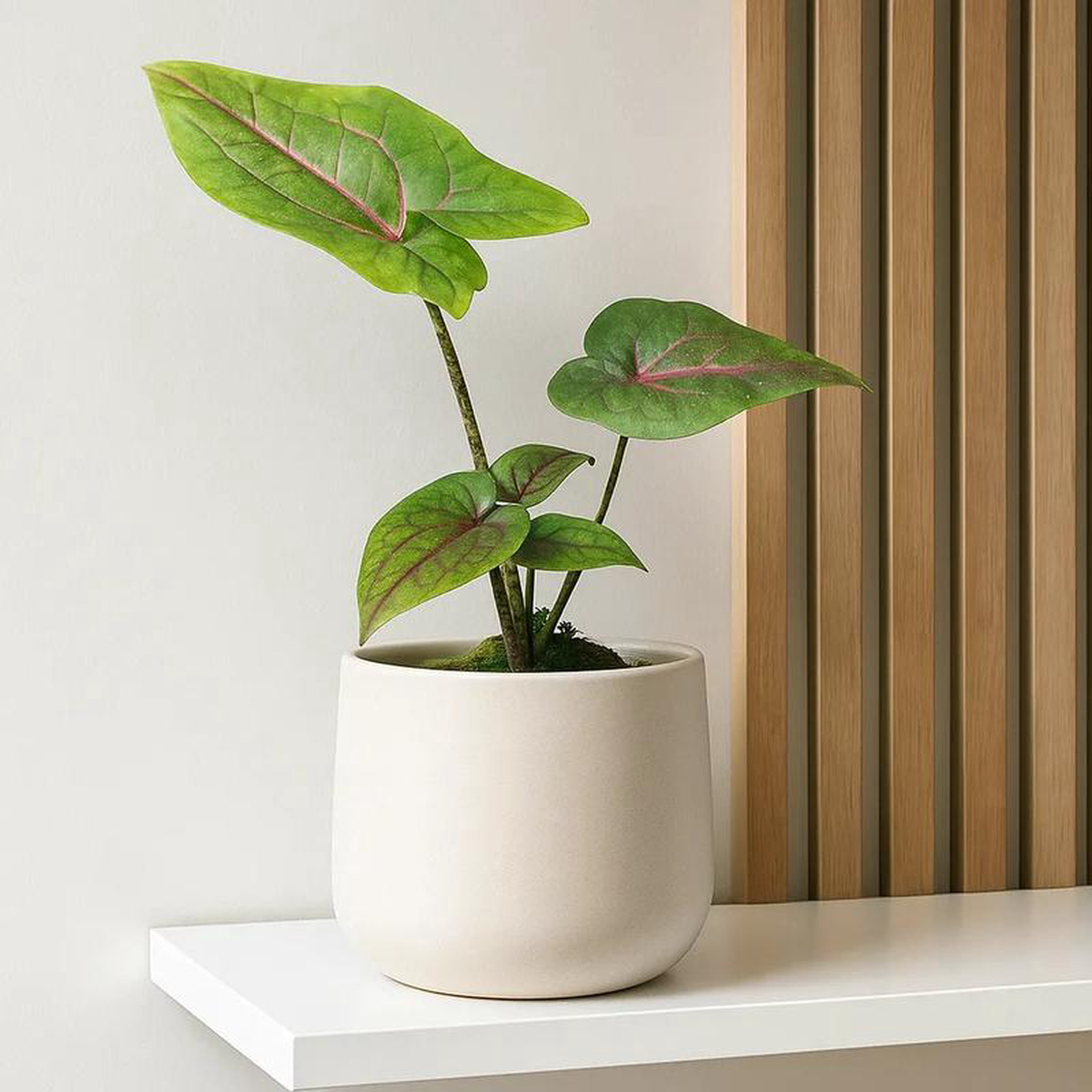 20cm Cyrtosperma Johnstonii House Plant 105cm Pot