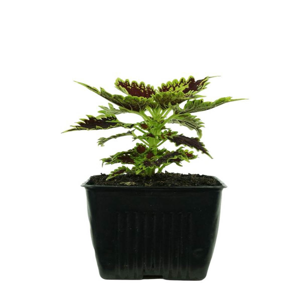 Coleus 8216Bourbon Street8217 4 Inch