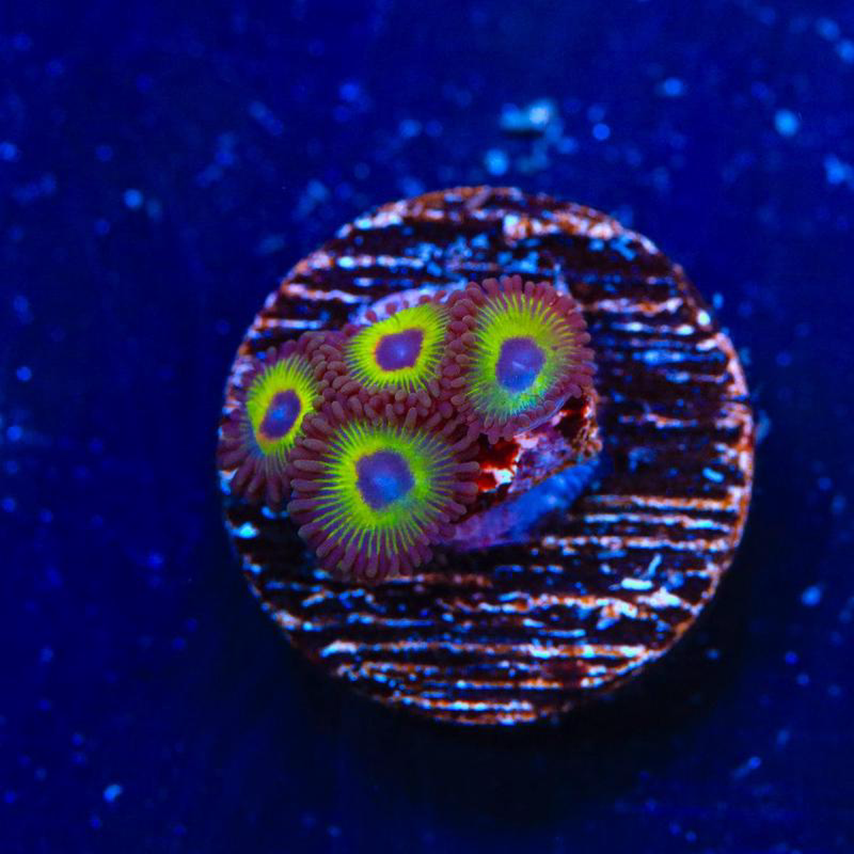 WWC Bob Marley Zoanthids Coral