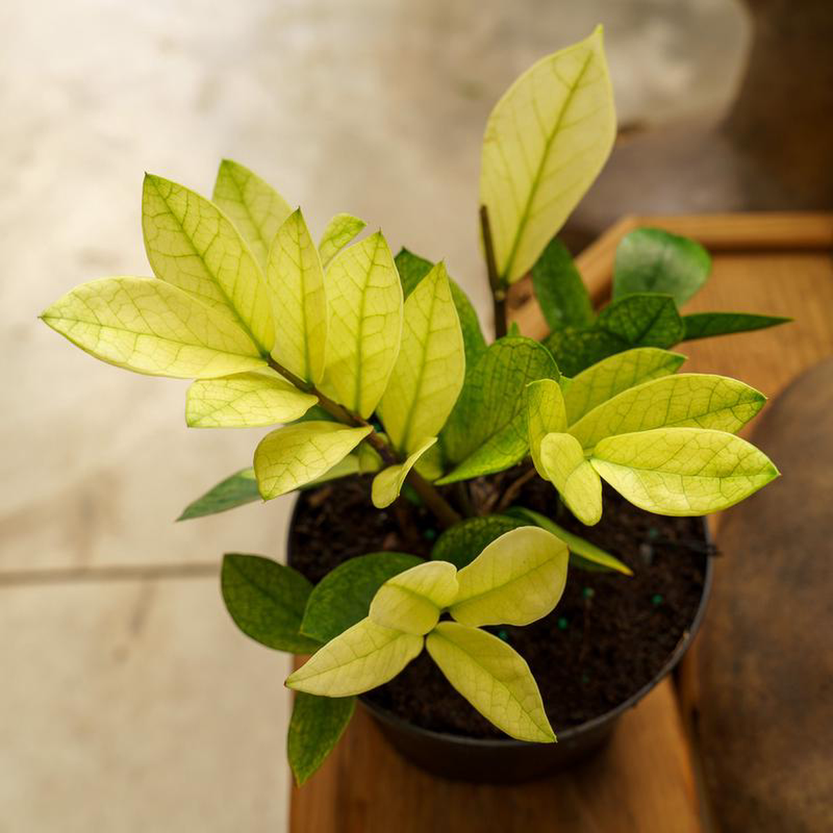 Chameleon ZZ Plant 6 inch Pot
