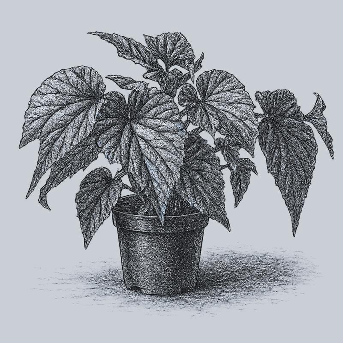 Black Magic Begonia 45 inch Pot