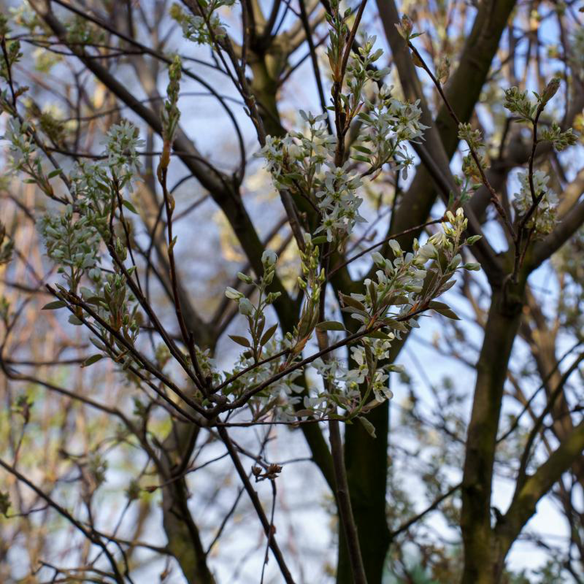Rogers Allegheny Serviceberry 2 inch B038B