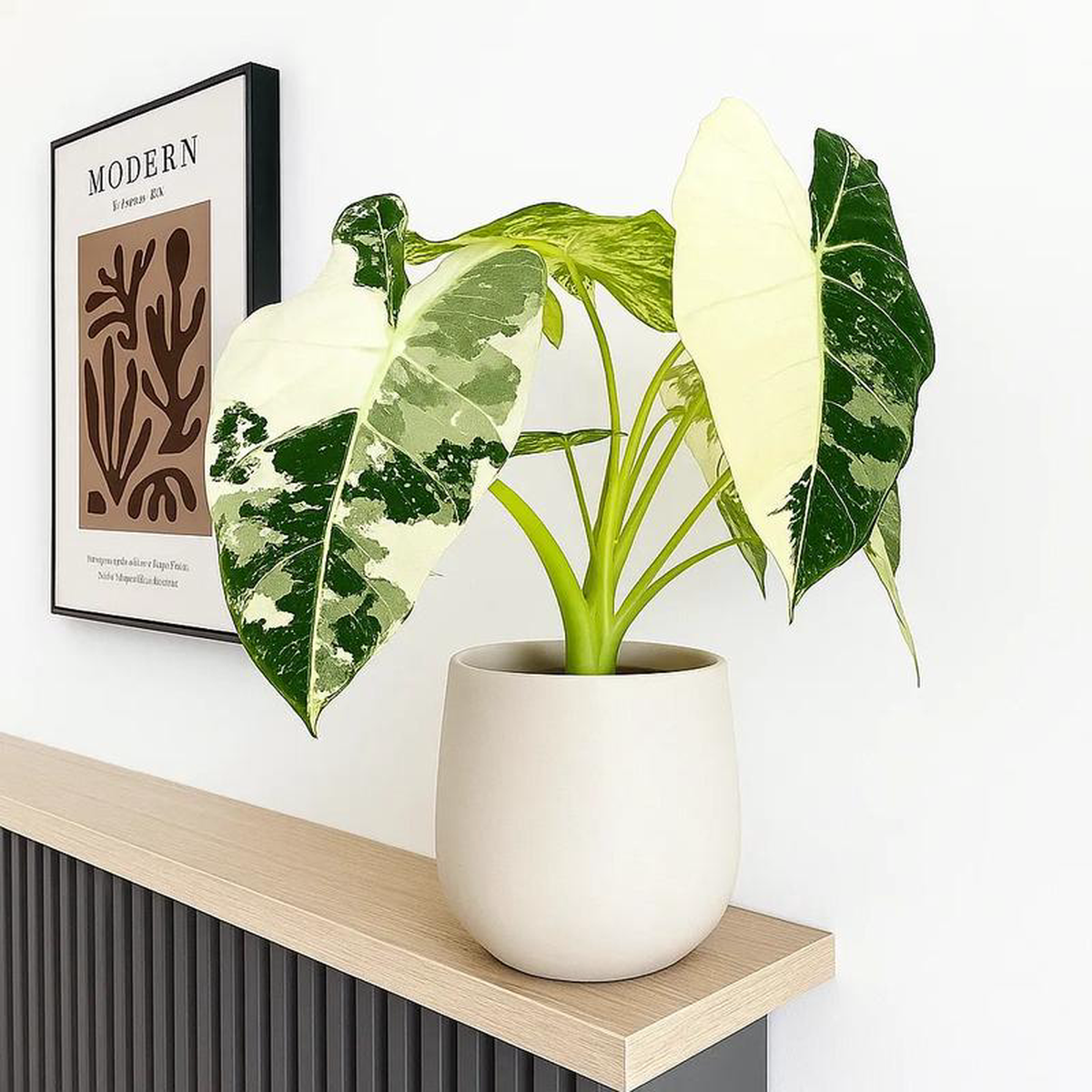 15 8211 20cm Variegated Alocasia Frydek 9cm Pot (Choose Your Own) NoK