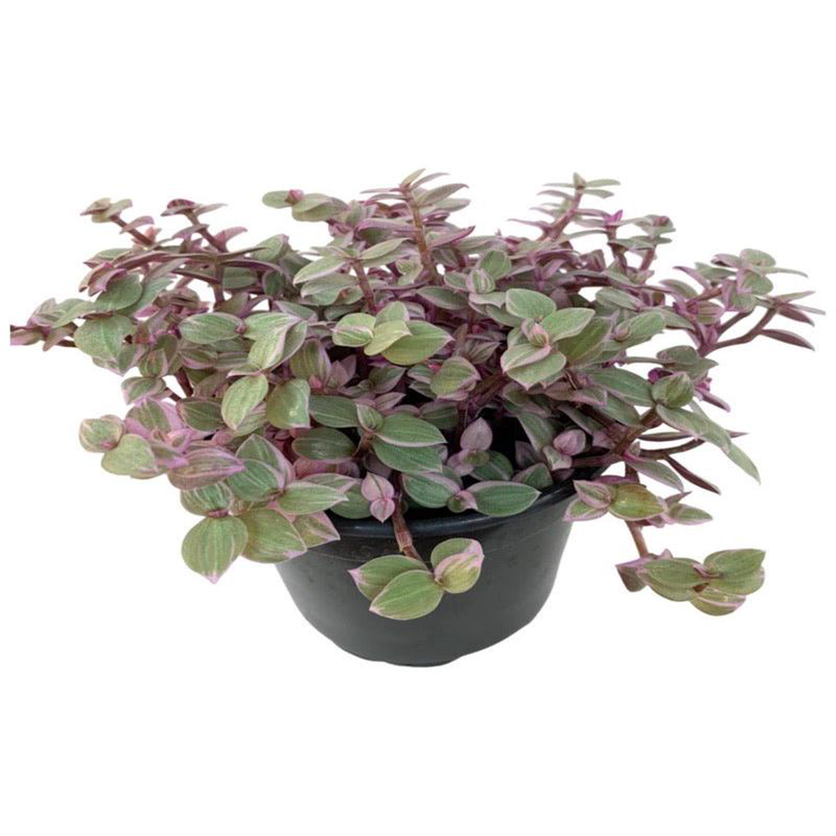 Callisia repens 8216Pink Panther8217 4 Inch Hanging Basket