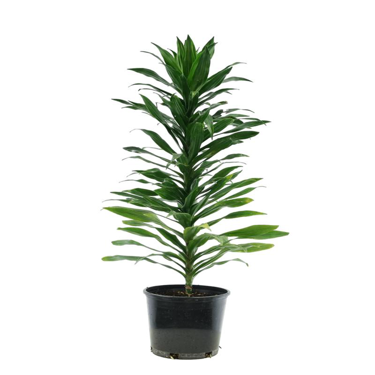 Dracaena 8216JC Compacta8217 6 Inch