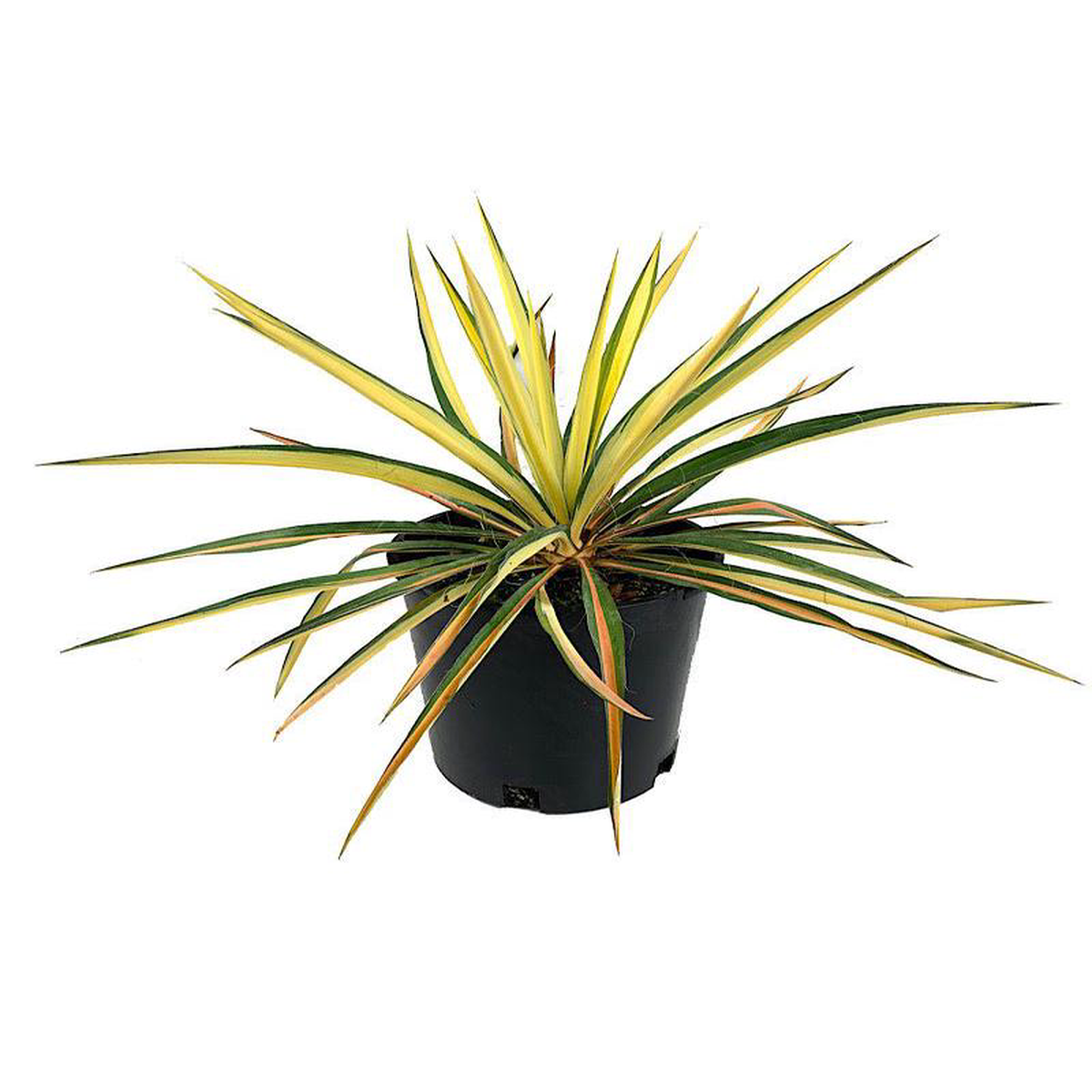 Yucca 8216Golden Sword8217 1 Gallon