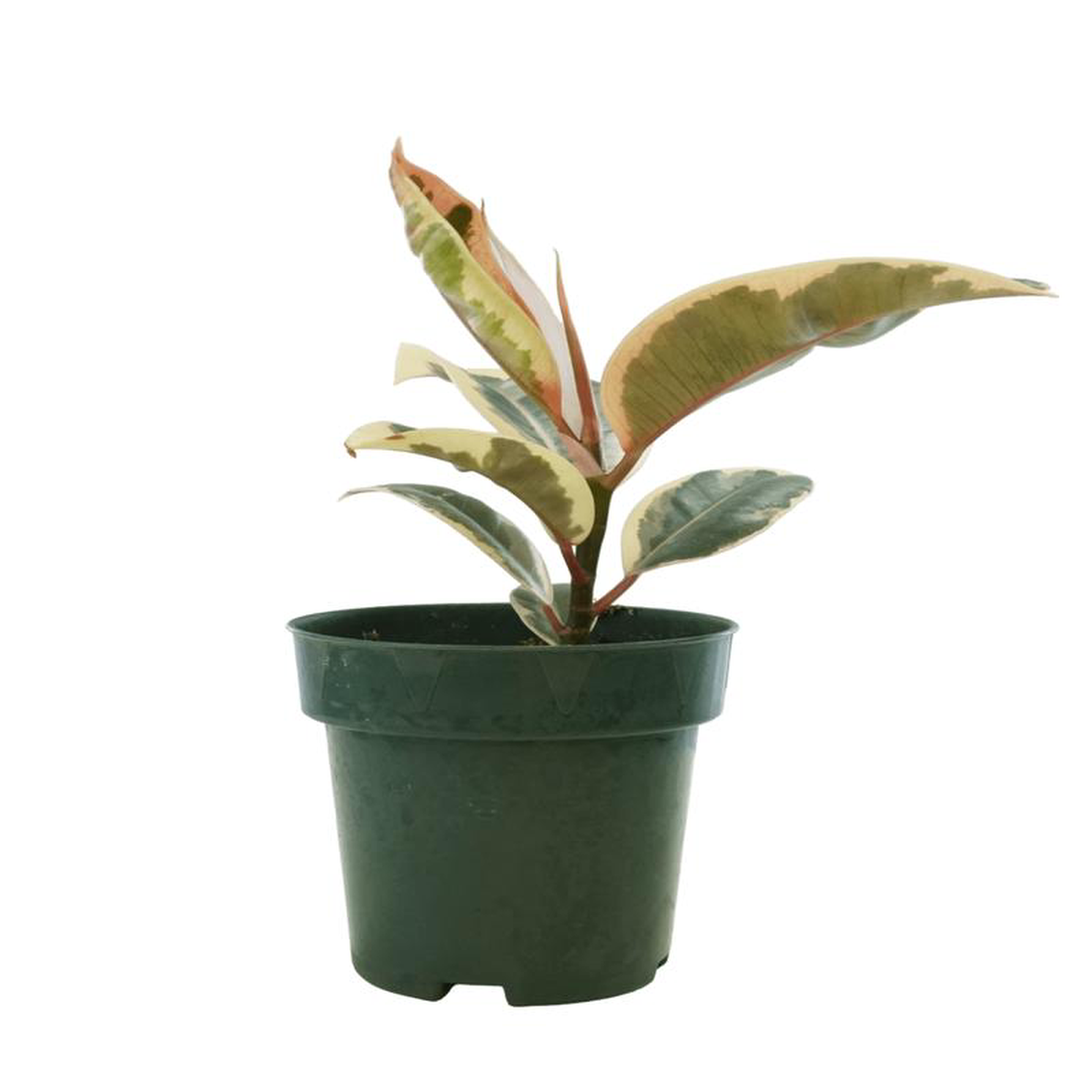 Ficus elastica 8216Tineke8217 4 Inch