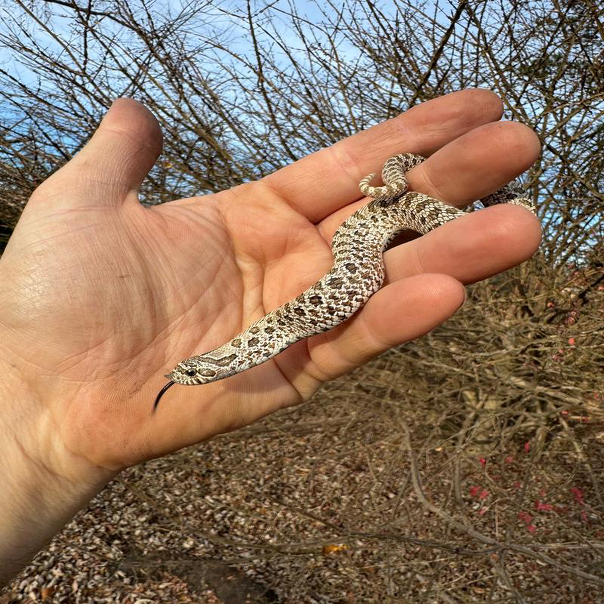 Arctic Western Hognose Snake Female 2 (Heterodon nasicus)