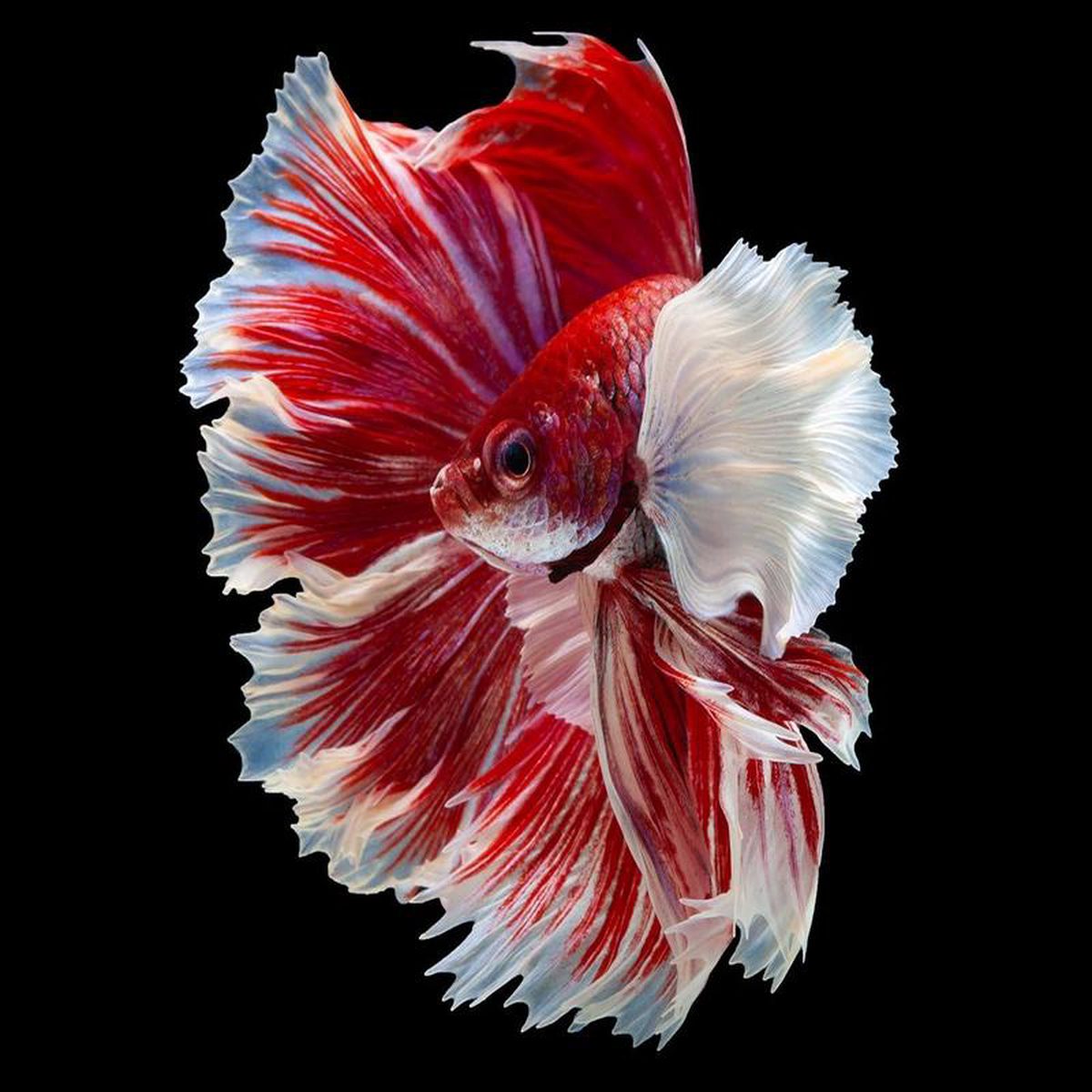 Fighter Male Dumbo