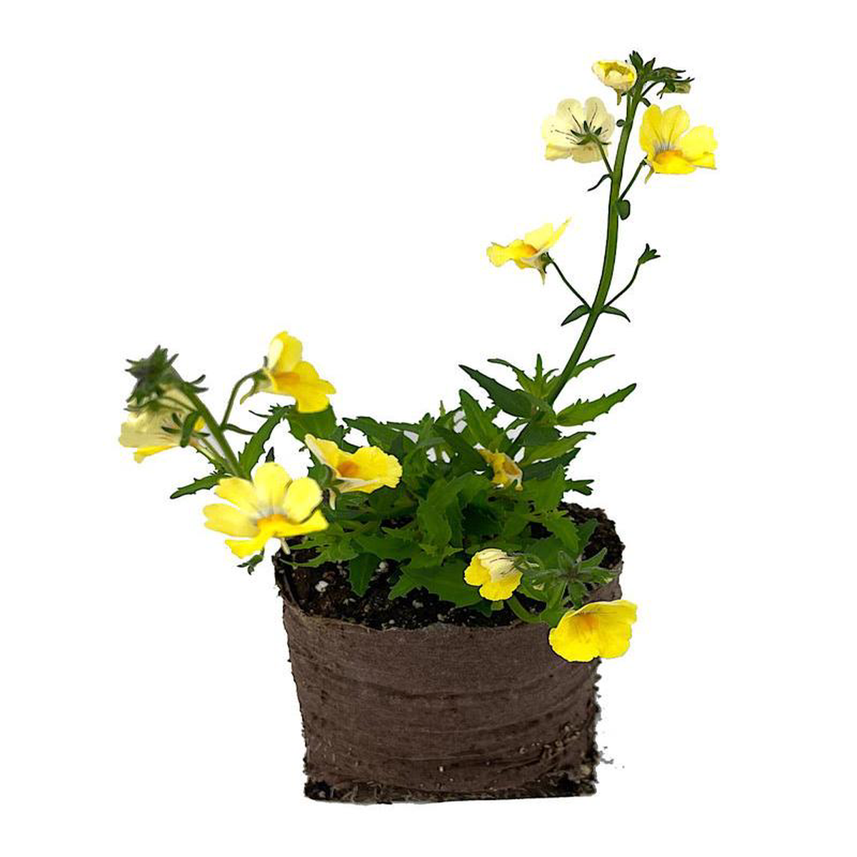 Nemesia 8216Sunsatia Lemon Improved8217 4 Inch