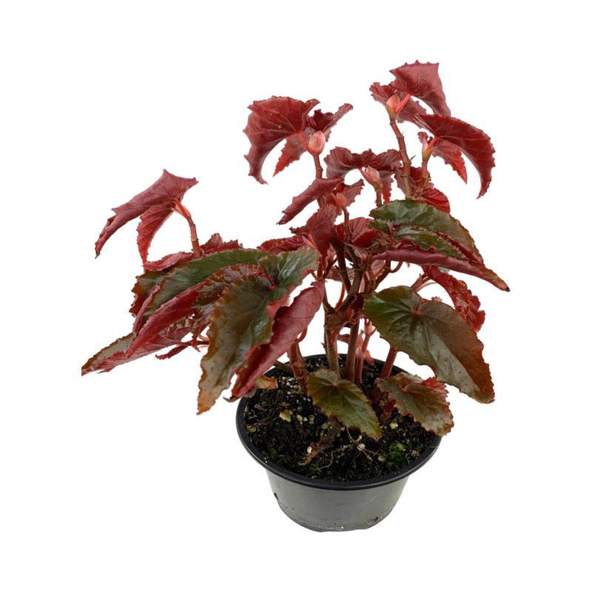 Begonia 8216Black Magic 6 Inch