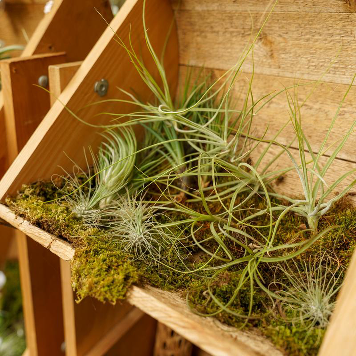 Air Plant Large Assorted