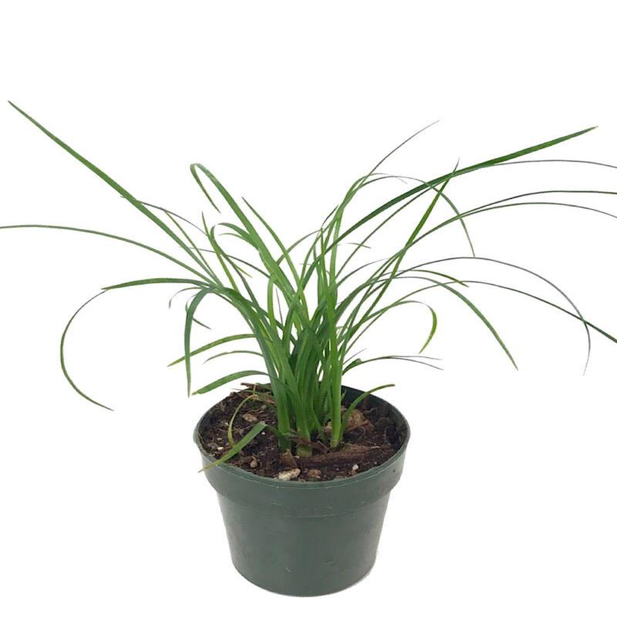 Beaucarnea recurvata 2 Inch