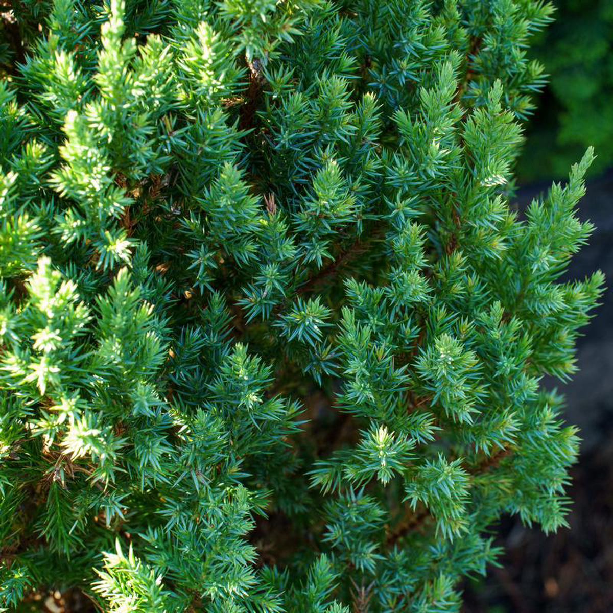 Blue Point Chinese Juniper 4 foot B038B