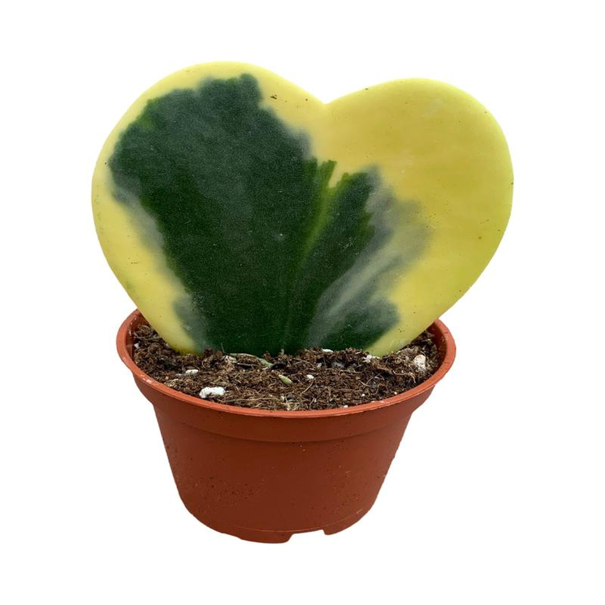Hoya kerrii 8216Variegata8217 2 Inch