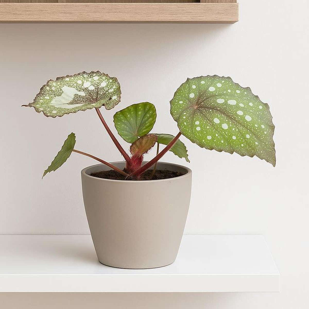 15 8211 20cm Begonia Speckled House Plant 105cm Pot