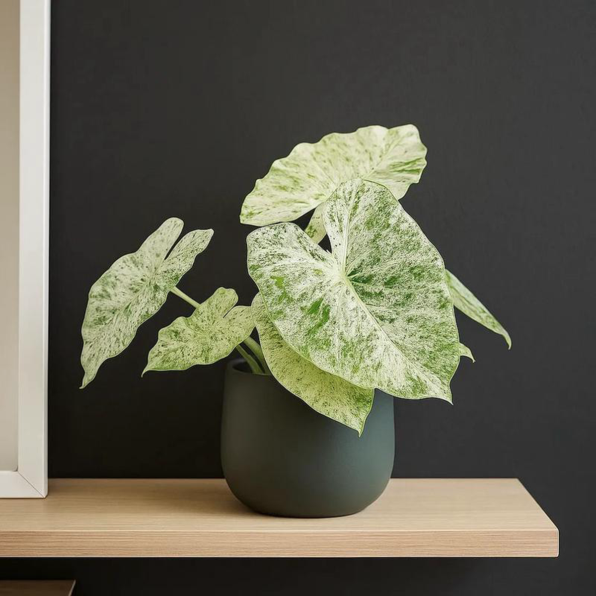 25 8211 30cm Alocasia Macrorrhiza Splash Elephant Ear House Plant 14cm Pot