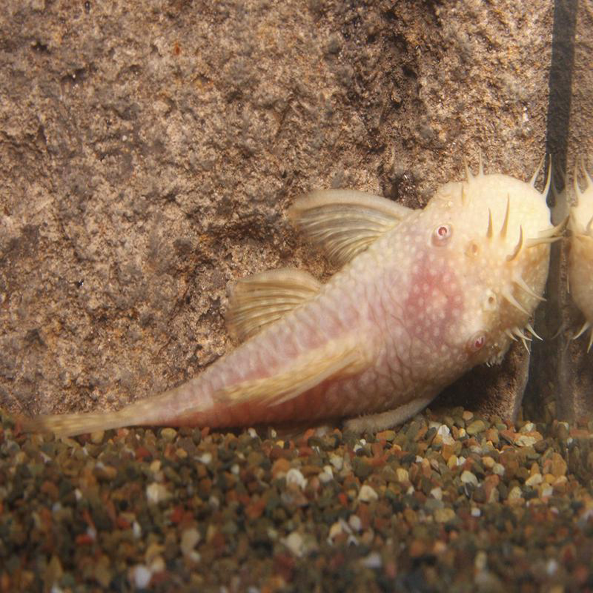 Bristlenose Catfish 8211 Albino