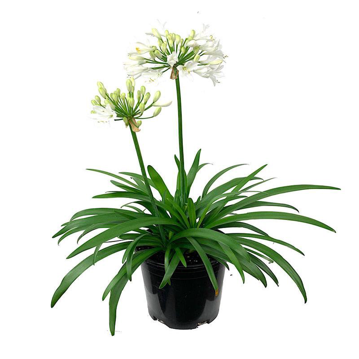Agapanthus 8216Ever White8217 1 Gallon