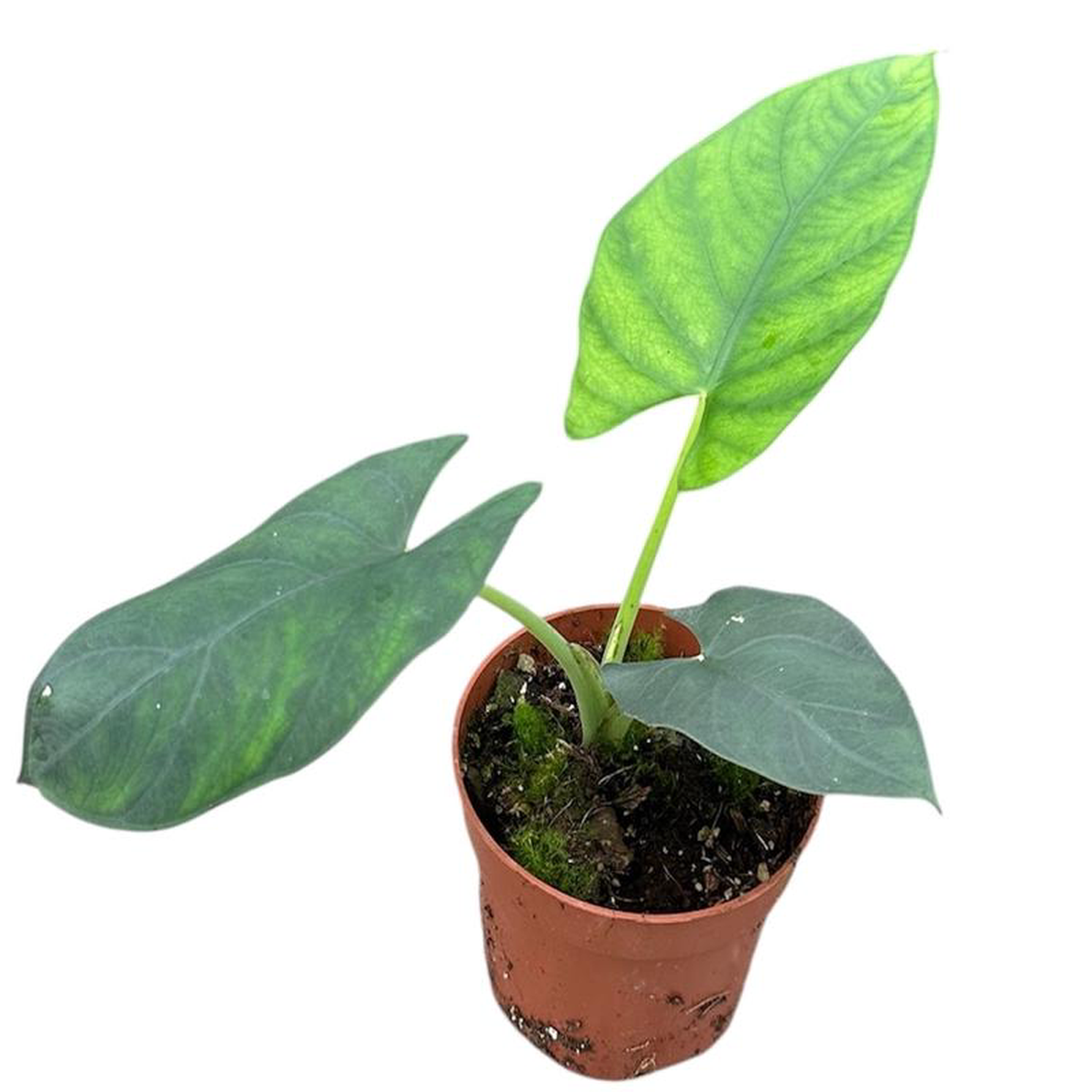 Alocasia Scabriuscula 105cm Pot 15cm Height House Plant