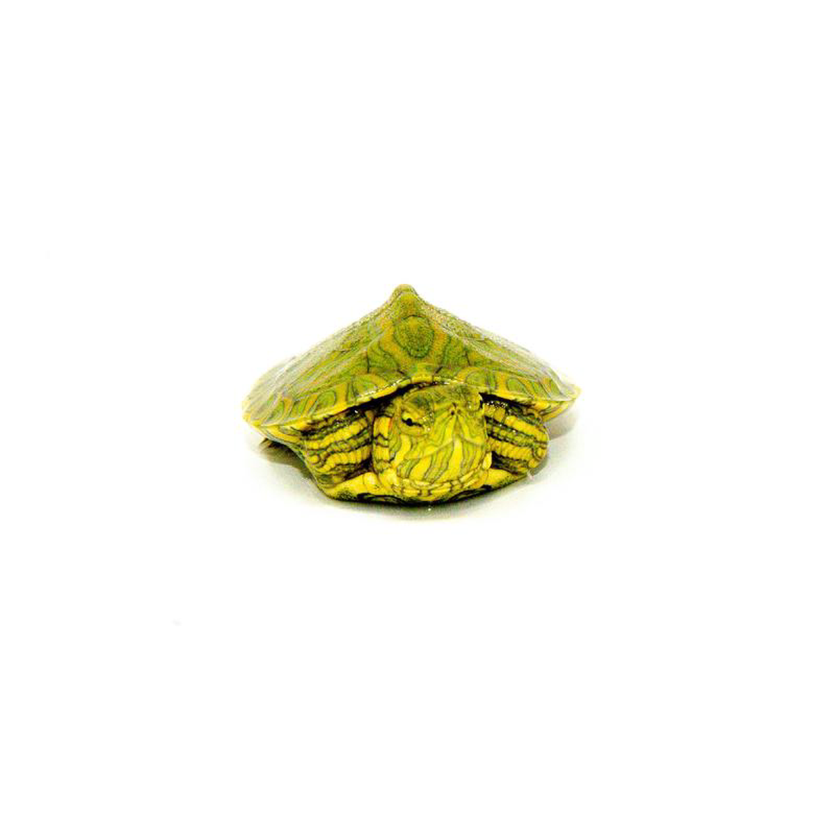 Baby Pastel Clown Red Eared Slider Turtle (Trachemys elegans)