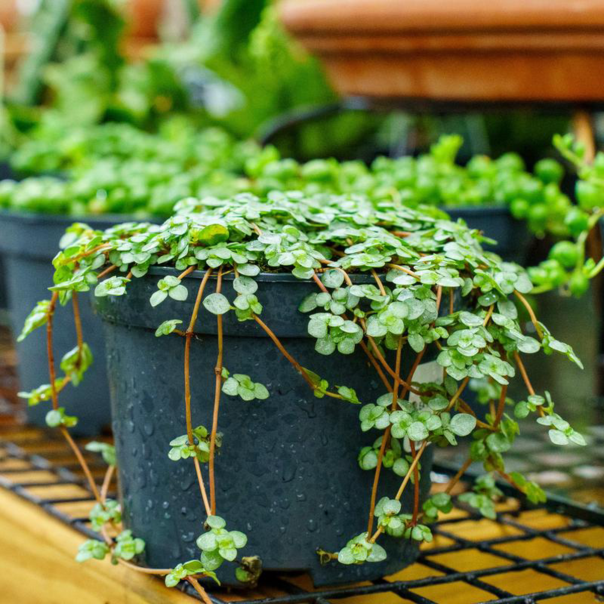 Aquamarine Pilea 5 inch Pot