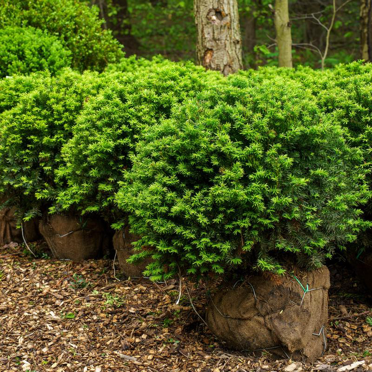 Angelica Dense Yew 15 foot B038B