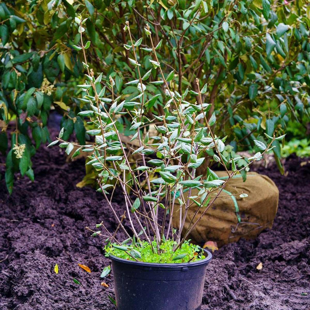 Burkwood Viburnum 2 foot B038B